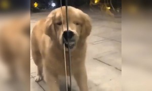 બસ દરવાજો ખોલો