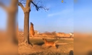 કુતરાઓના કરતબ