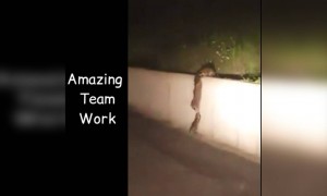 અમેઝિંગ ટીમ વર્ક