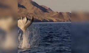 પાણીમાંથી કૂદકો મારતા માનતા કિરણો