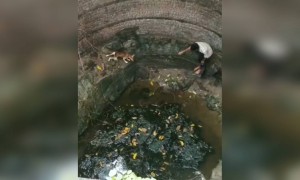 છોકરાએ કઈ રીતે કૂતરાને બચાવ્યો