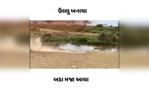 ચાલાક હરણ