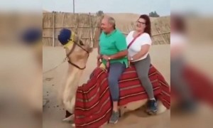 તમે ક્યારેય ઊંટની સવારી કરી છે?