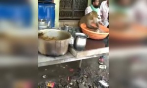 કોઈ ધંધા છોટા નહિ હોતા...