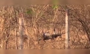 પક્ષીઓ લઈ રહ્યા છે લોકડાઉનની મોજ