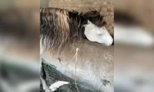 હા ઘોડી હા....