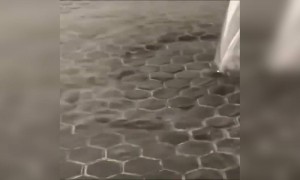 જાપાનના રોડમાં પાણી અંદર ઉતારી જાય છે.