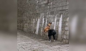 વેલ ટ્રેન્ડ ડોગ