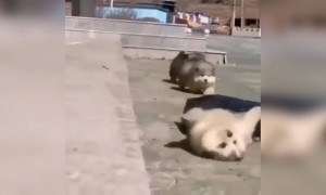 ક્યૂટ ગલૂડિયાં