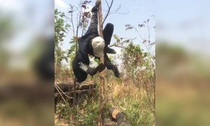 બુદ્ધિનું પ્રદર્શન