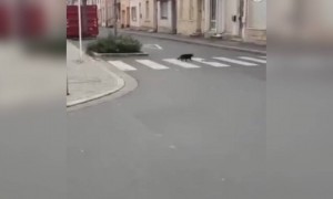 ઘોર કળિયુગ ઉંદરડા બિલાડીને બીવડાવે જુઓ