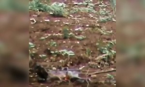 હરણ અને દીપડા નો હૃદયદ્રાવક વીડિયો