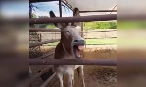 આ વીડિયો જોયા બાદ ક્યા મિત્ર ની યાદ આવી ગઈ?