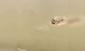 તાકાત vs આવડત