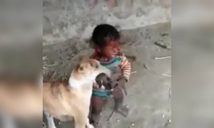 બાળકની જીદ તો જુઓ, ગલૂડિયાં માટે કરી રહ્યો છે ધમપછાડા