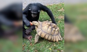 મસ્તીખોર વાંદરો