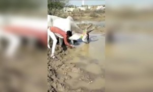 ગૌપ્રેમી પોતાની ગાયના કારણે બની ગયો સ્ટાર