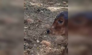 ગૌમાતાનો માતૃ પ્રેમ