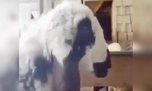 જુઓ વિકલાંગ ઘેટાની મદદ માટે તેના માલિકે શું કર્યું?