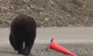 સમજદાર રીછ