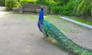 કળા કરતા મોરનું મનમોહક દ્રશ્ય