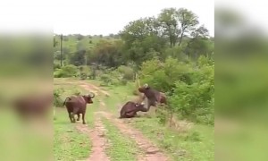 ભાઈબંધ હોય તો આવા, મુશ્કેલીમાં દોટ મૂકે એવા નહિ