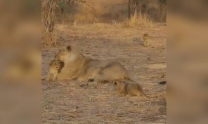 માંને વ્હાલ કરતા સિંણના બચ્ચાં