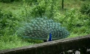 કળા કરતા મોરનું અદ્ભૂત દ્રશ્ય