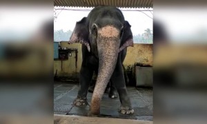 જુઓતો ખરા કેટલો આનંદિત છે આ હાથી