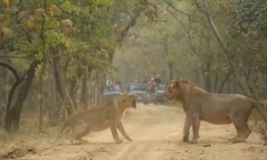 સિંહ સિંહણ બાખડીયા