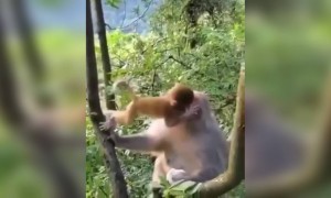 માં તે માં બીજા વગડાના વા