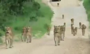 આફ્રિકાના કૃગરમાં એક પ્રવાસી દ્વારા બનાવેલો સિંહણો ના જુંડનો વિડિયો થઈ રહ્યો છે વાયરલ