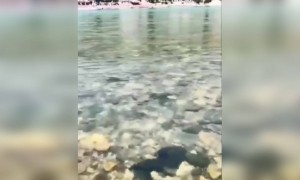 Lockdown ના કારણે ફેકટરીઓ બંધ રહેવાથી હરિદ્વારમાં ગંગા નું પાણી થયું સાફ