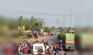 છત્તીસગઢ ના રાયપુરમાં નજીક રસ્તા પર આવી ગયા બે હાથી