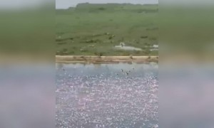 મુંબઈના મહેમાન બન્યા હજારો વિદેશી પક્ષીઓ