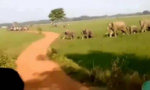 લોકડાઉંનના કારણે લોકો જ્યારે ઘર પર છે ત્યારે હાથીઓનું મોટું જુંડ જોવા મળ્યું