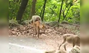 હરણની સવારી કરતા વાંદરાનો આ વિડિઓ સોશીયલ મીડિયામાં થઈ રહ્યો છે વાયરલ