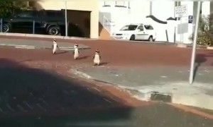 કેપટાઉન ના રસ્તાઓ પર ફરતા જોવા મળ્યા પેંગ્વિન