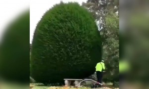 જુઓ, કઈ રીતે કટિંગ કરવામાં આવે છે આ ગાર્ડનના મોટા જાડ