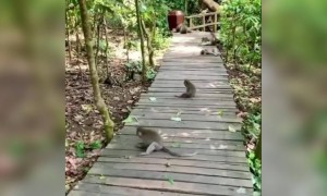 વાંદરો શેની દવા ઘૂંટી રહ્યો છે કૉમેન્ટ કરી જણાવો