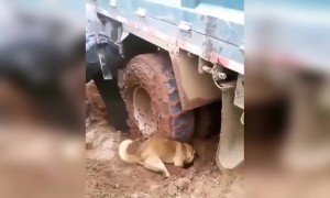 માલિકની મદદ કરતો કૂતરો