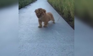 નવજાત શિંહબાળ