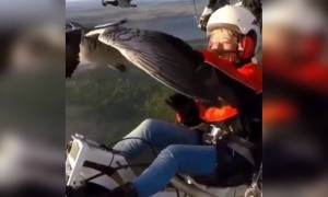 લાગી રહ્યું છે કે જાને આ વ્યક્તિ પક્ષિઓ સાથે કરી રહ્યો છે હરીફાઈ