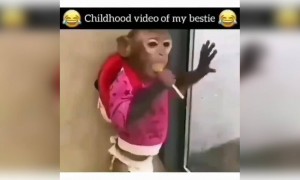 આ જોઈ ક્યાં બાળપણના મિત્રની યાદ આવી તમને?