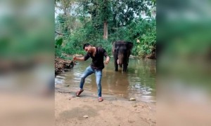 હાથીની મસ્તી