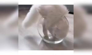 બિલાલી પોતાની મસ્તીમાં