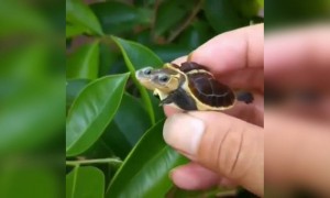 બે મોં વાળો કાચબો