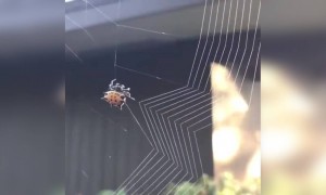 ઝાળ ગૂંથાતો કરોળિયો