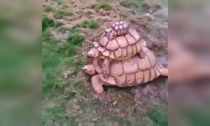 કાચબાની ત્રણ પેઢી એક સાથે