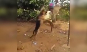 જુઓ આ કૂતરો બાળકીને નાખી રહ્યો છે હીંચકો